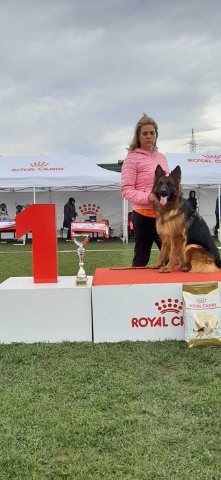 Ciobanesc German par lung