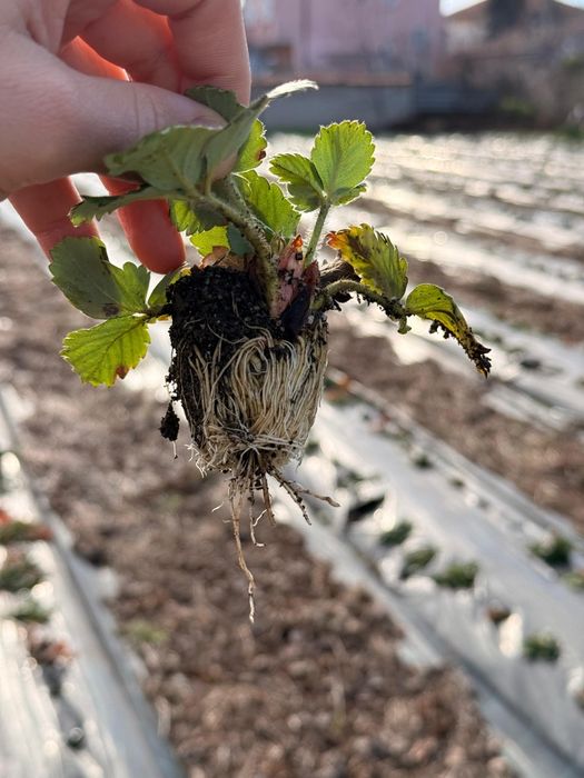 Разсад Ягоди отгледан в тарелка