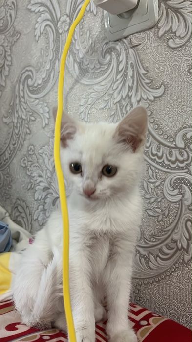 2 мысық тегін беріледі