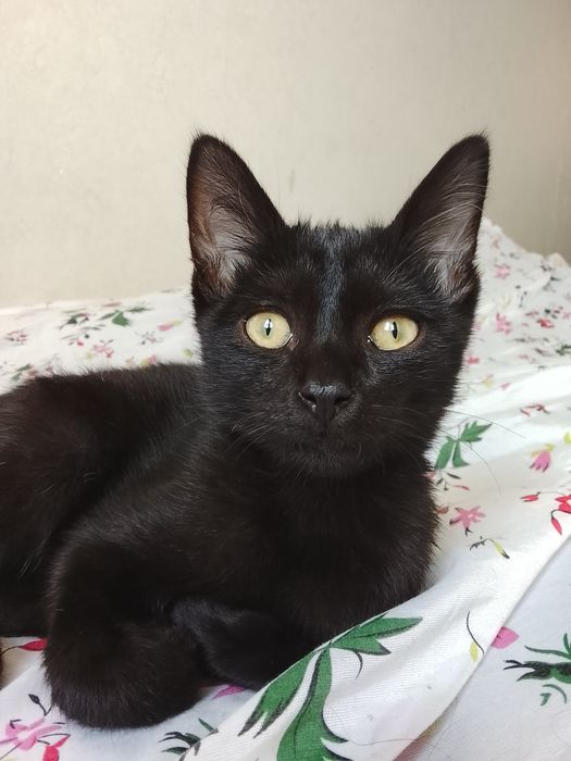 Котенок игривый, домашний