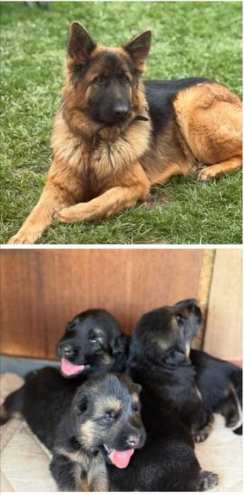 Немска овчарка малки сладки кученца