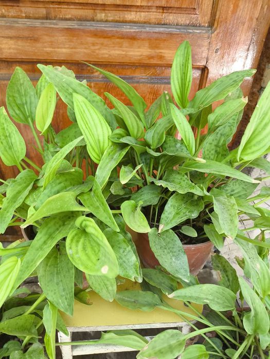 Продаются цветы из дома