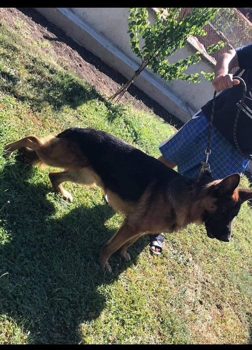 Мъжка немска овчарка