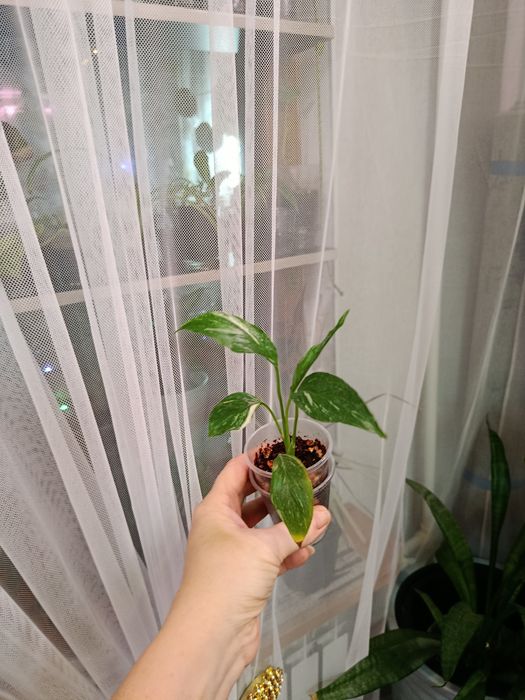 Продам комнатные цветы