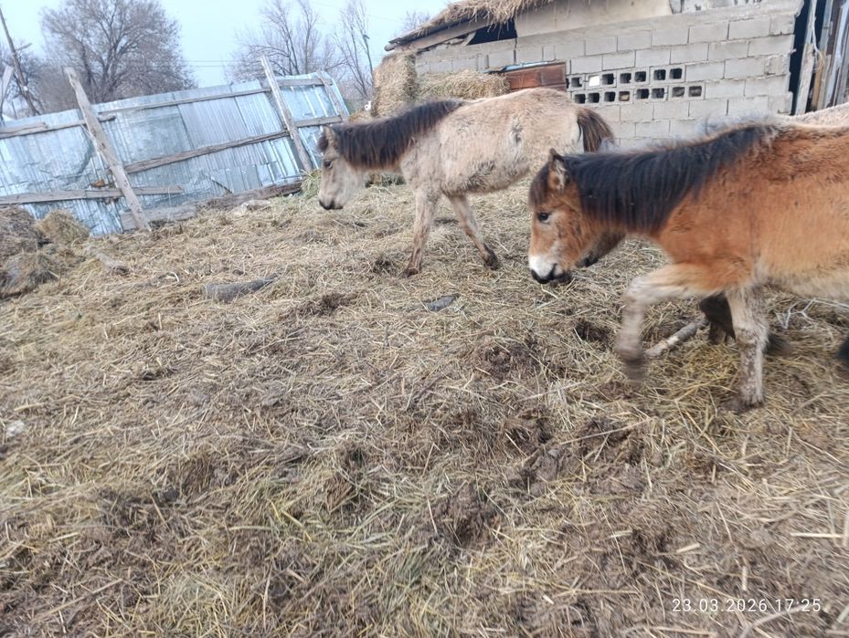 Продам хороших тайчиков