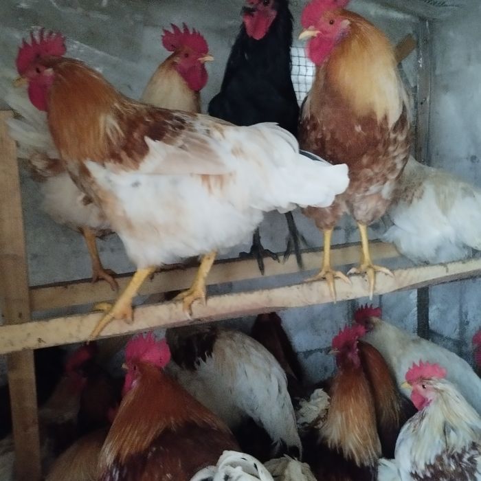 Продам куры домашние