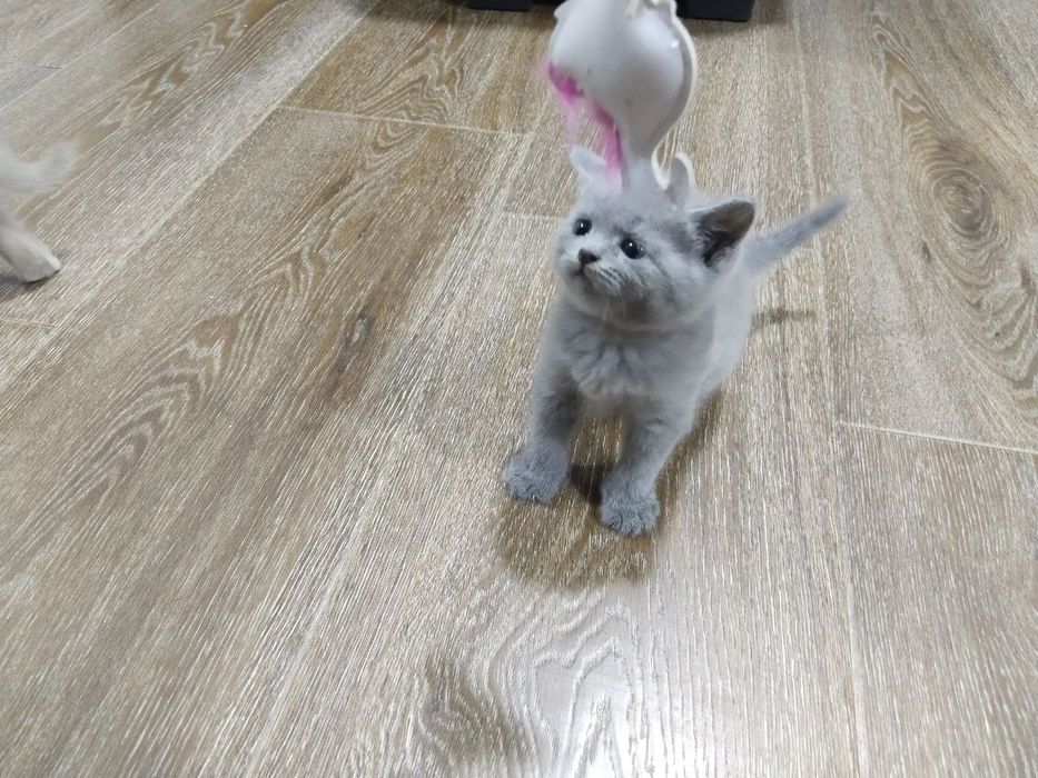 продаются котята