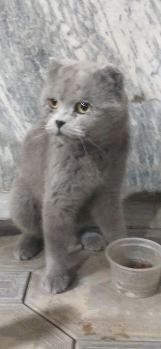 #skottish sotiladi Samarqand