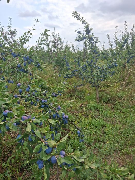 Vând prune pentru masa,dulceață,compot,țuică