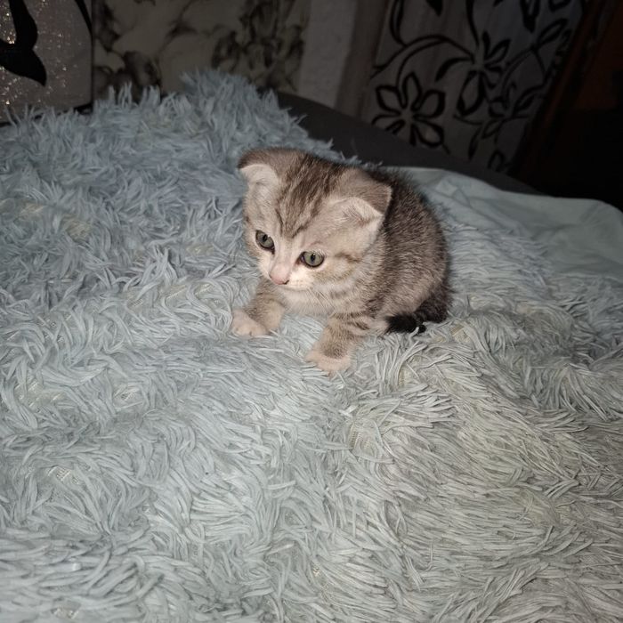 Отдам котёнка в добрые руки