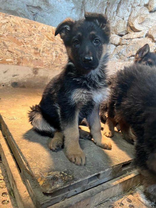 Продавам Немски Овчарки