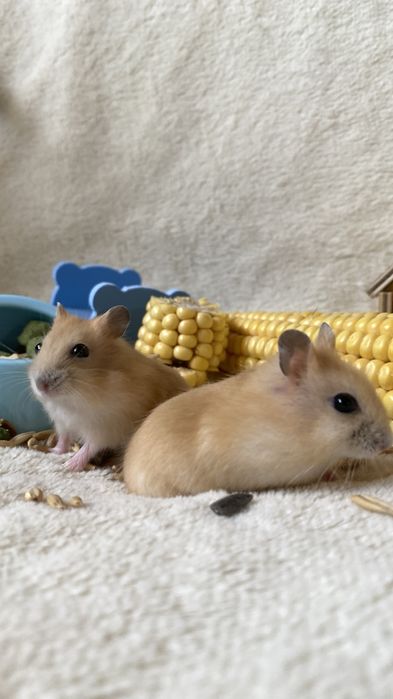 Ручные хомяки клетки корм наполнитель