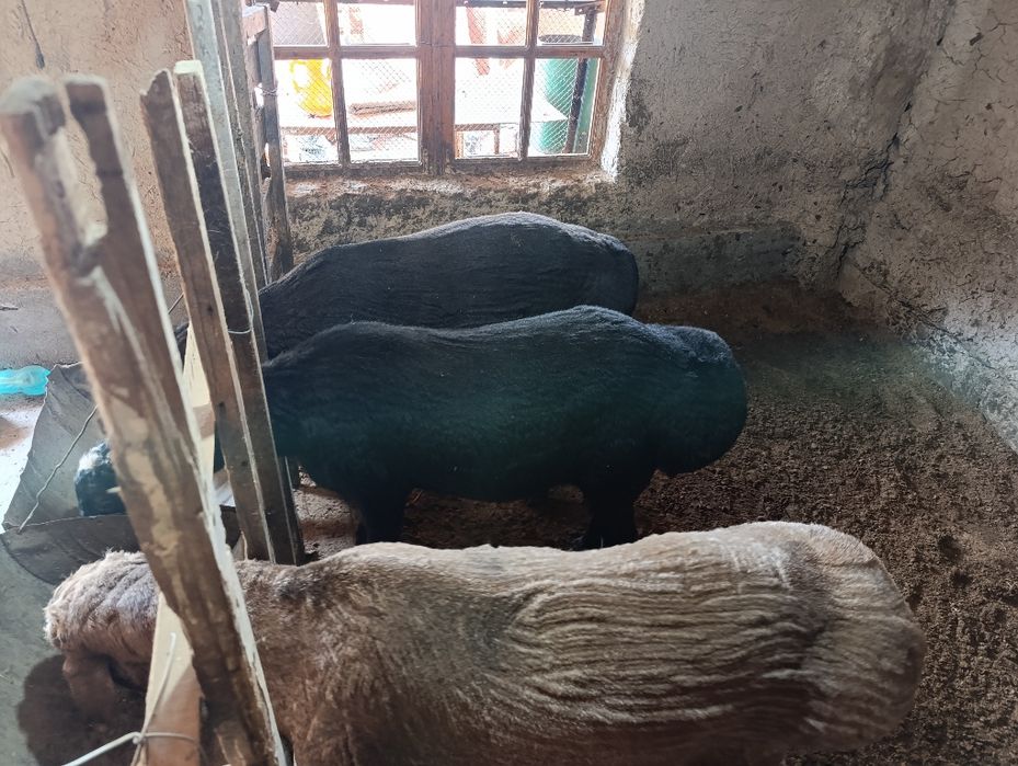 Boqma qo'zi Qo'chqorlar sotiladi