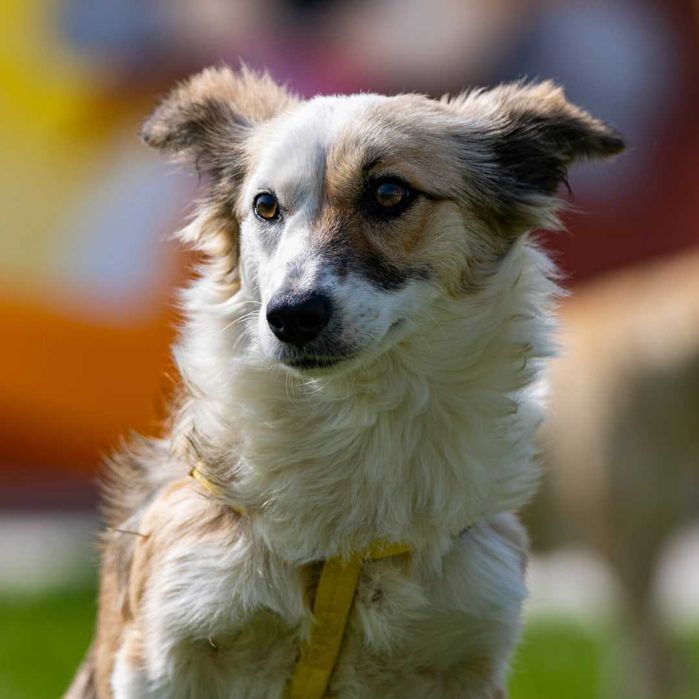 Собака (1 год) в добрые руки