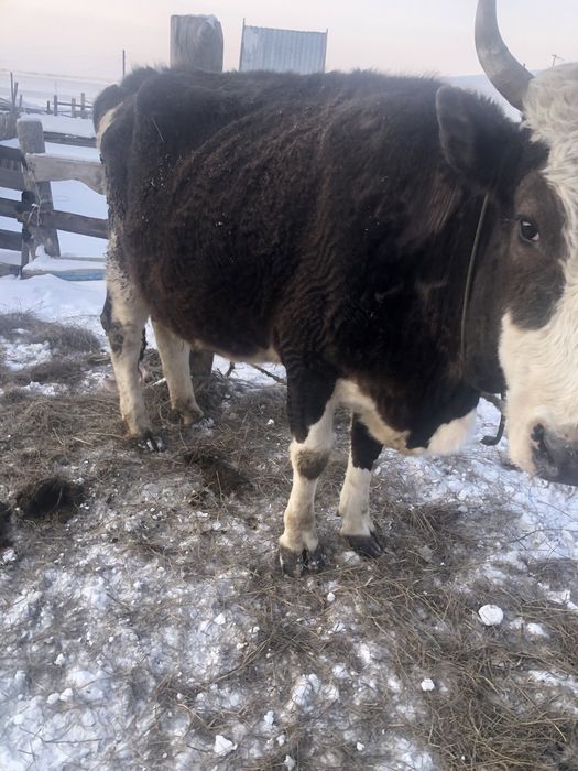 Продам корову молочная