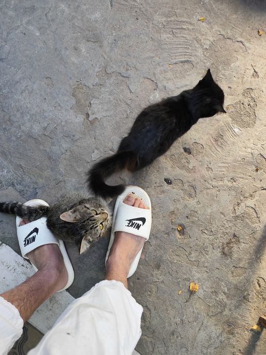Котята бесплатно
