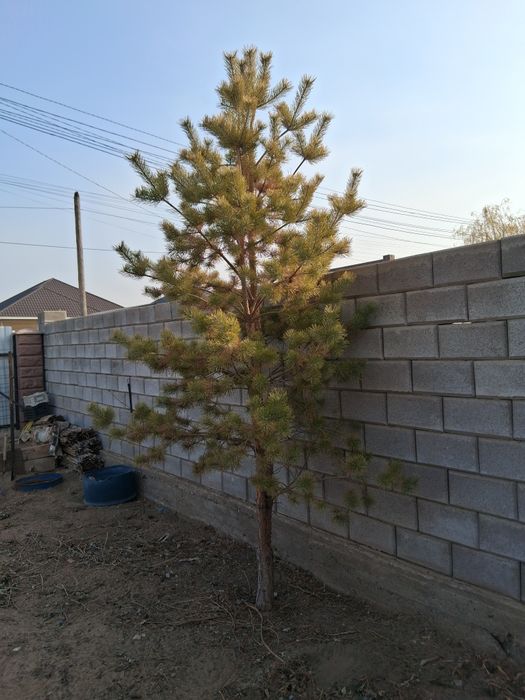 Продам сосну 3,5м