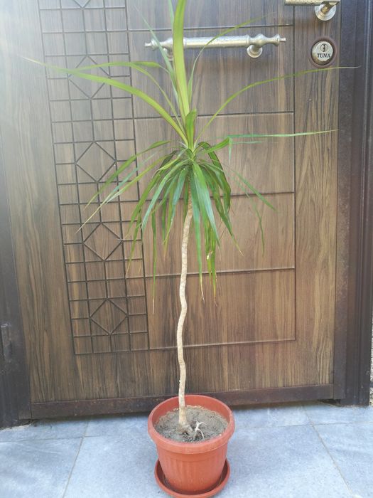китайска роза ,  драцена по 1 метър високи