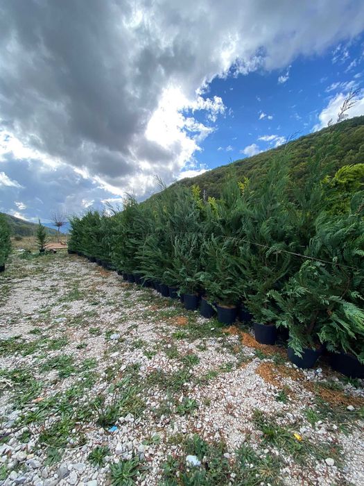 Leylandii de Vânzare – Ideal pentru Împrejmuiri Naturale