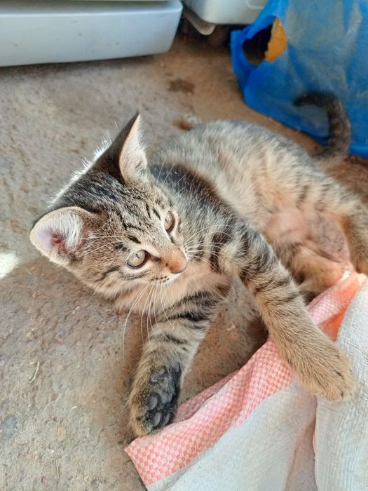 Котята, отдам бесплатно