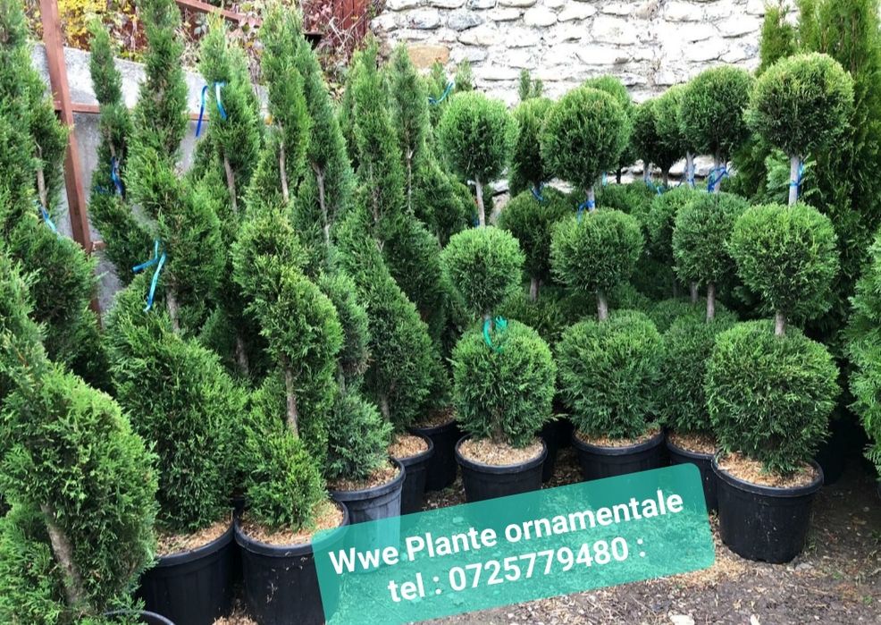 Bonsai, Brad argintiiu, tuia, pon pon, palmier, spiralata, glob copaci