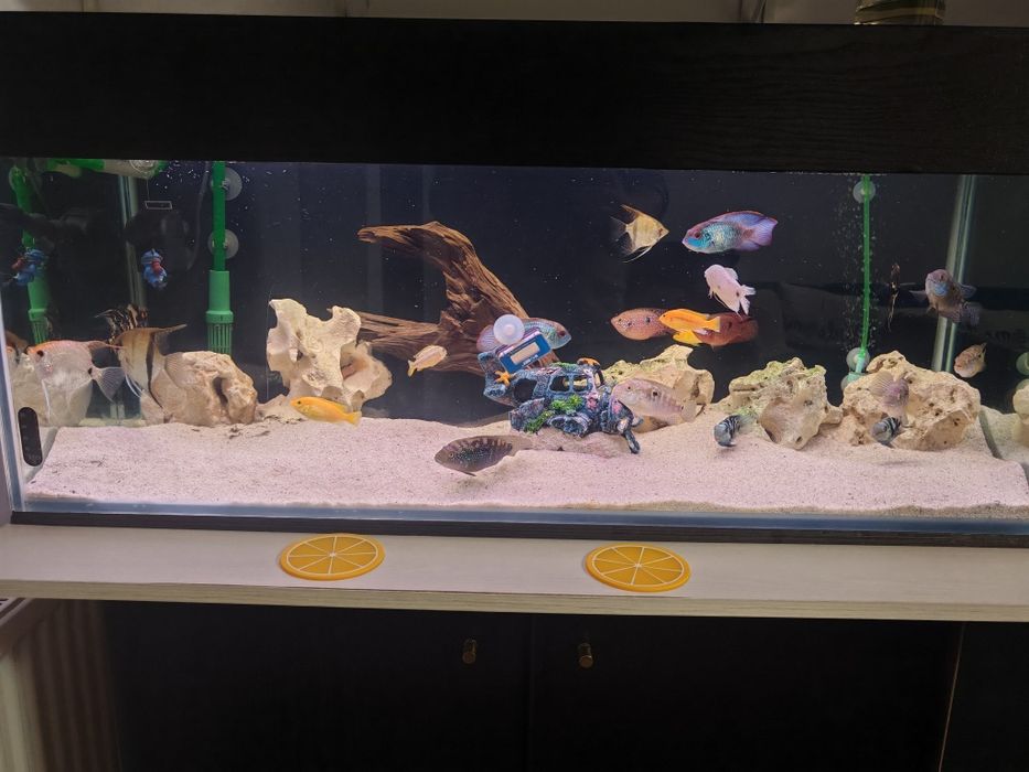 Vând acvariu complet