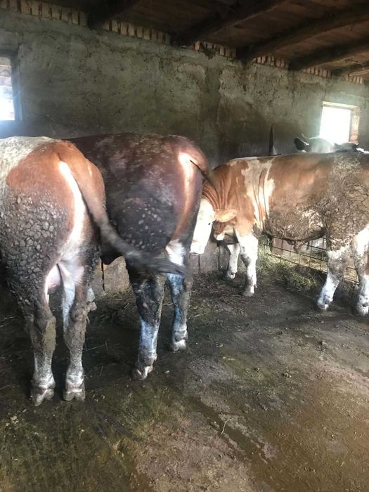 Vand 5 tauri intre 400-500 de kg