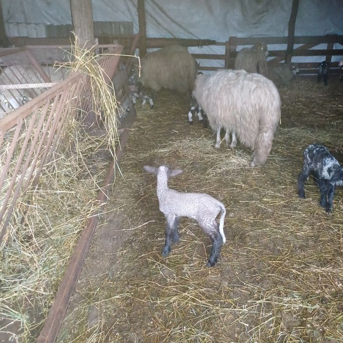 Miei gemeni de vanzare