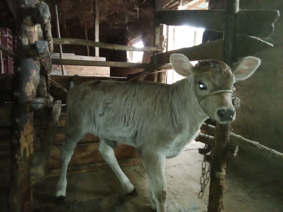 Бұзаулы сиыр, бірінші тума.