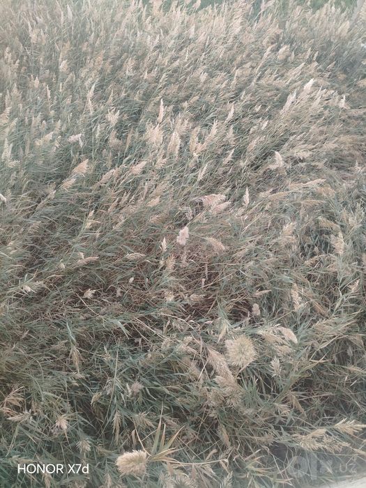 Qamish sotiladi tez va arzon