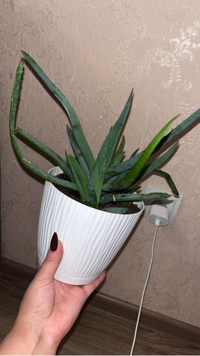 алое (растение)