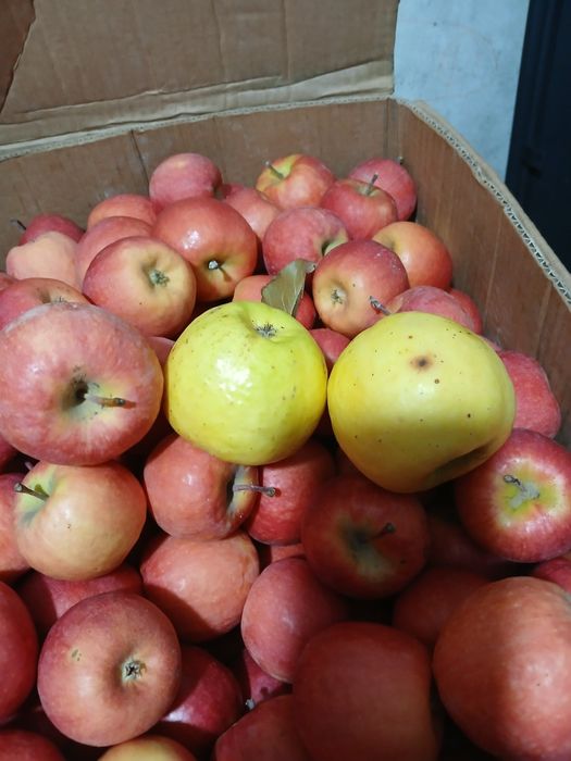 Алма фуджи 350 Ден оптом 1 тона бар