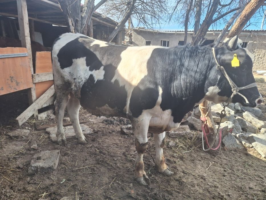 Бұқа сатыладыыыыыы...