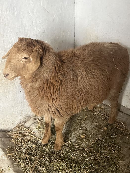 Откормда турган токтылар