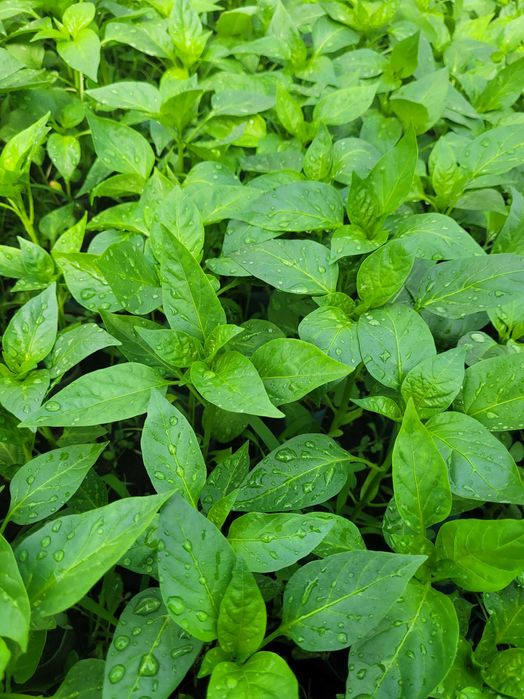 Rasad de vanzare  Rosii  Ardei  Telina. Castraveti