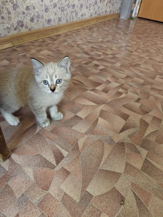 Отдам котят в добрые руки