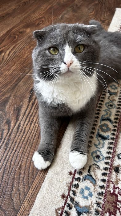 Шотландская вислоухая кошка