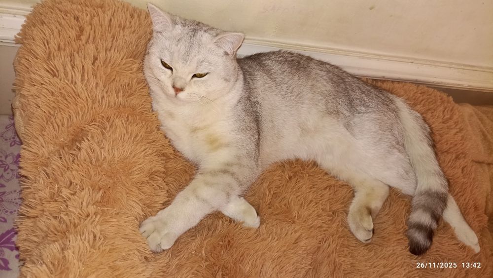 Британский шиншилла страйт 11 ойлик