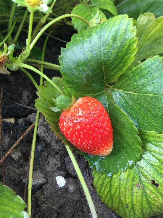 рассада крупноплодной ремонтантной корейской клубники