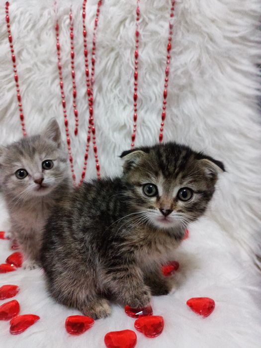 Продам шотландских девочек