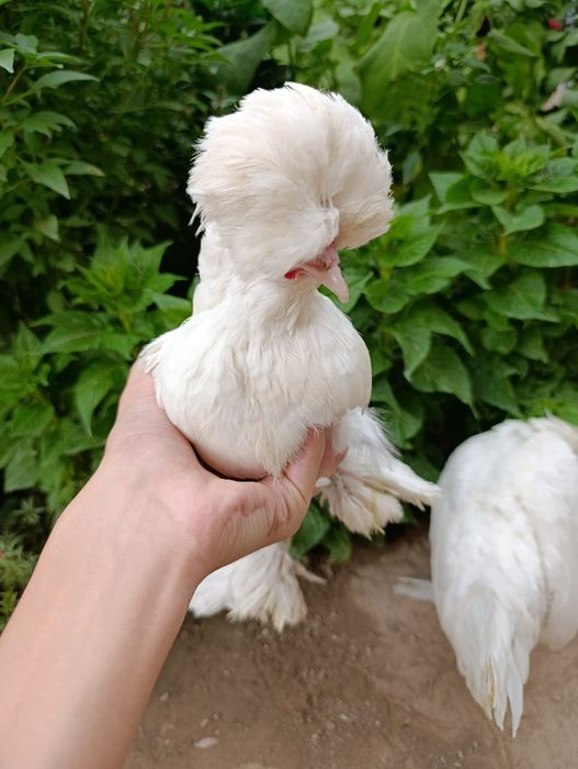 Султанка семейка 1+3