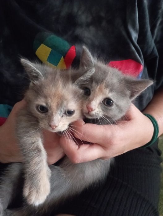 Отдам котят бесплатно