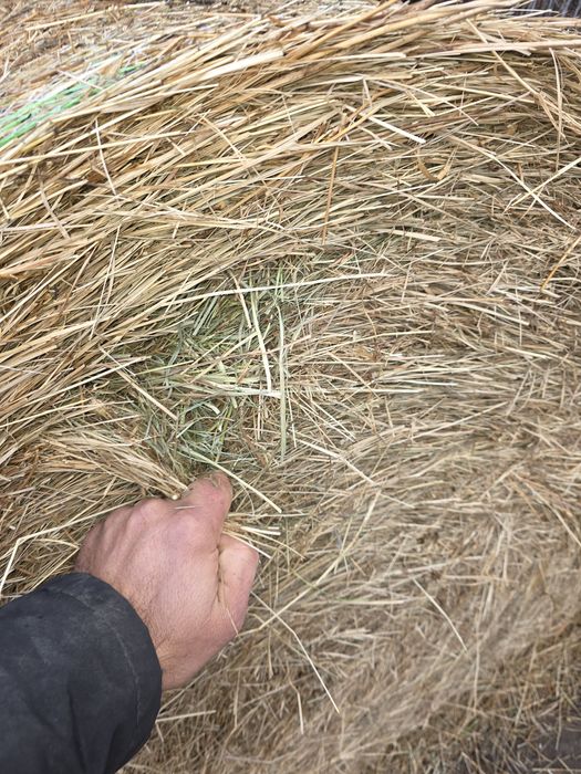 Baloti de fân 150 lei