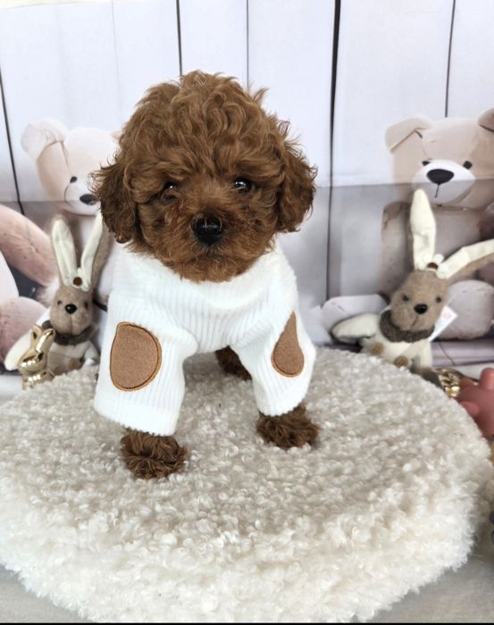 Пудел той /Poodle toy с родословие