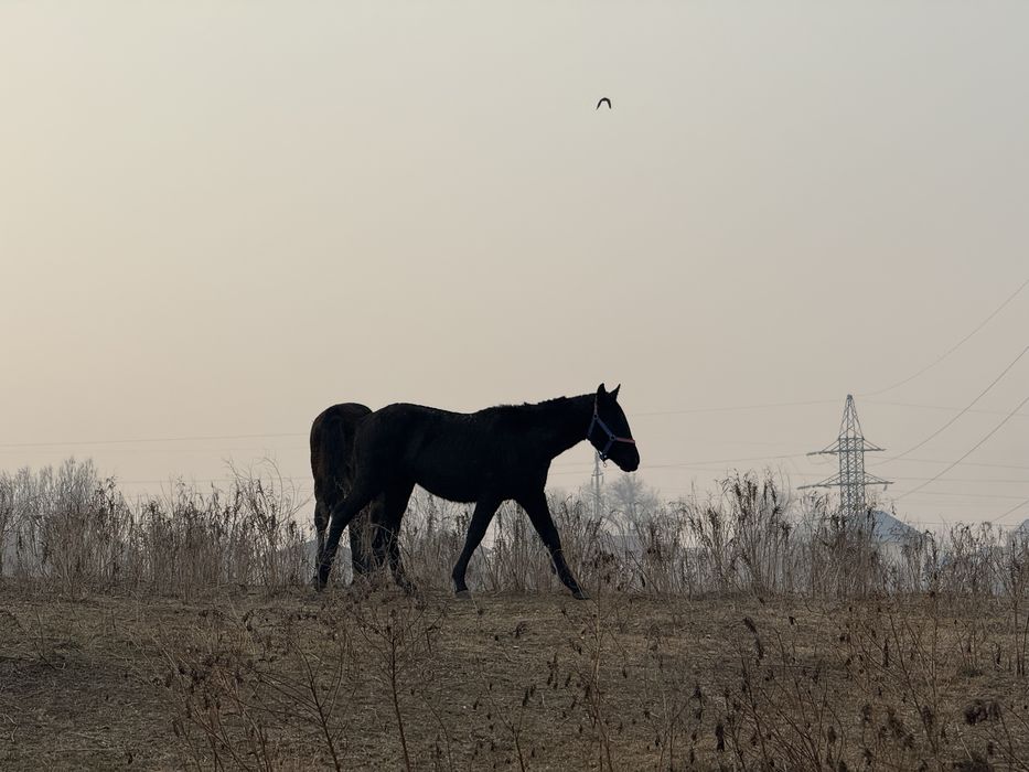 Продам жеребя тай