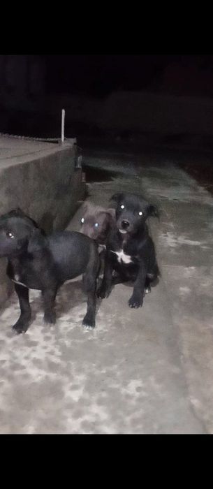 Сотилади тоза питбуль