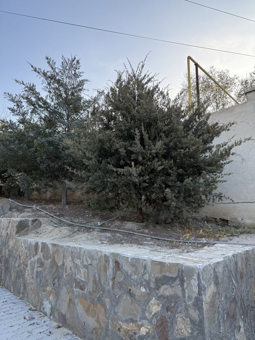 Продаются туи 7 штук.