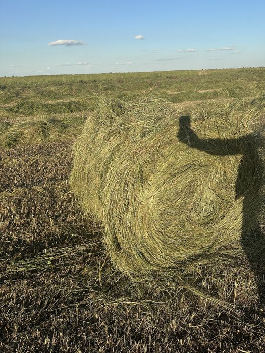 Продам сено луговое в рулоннах