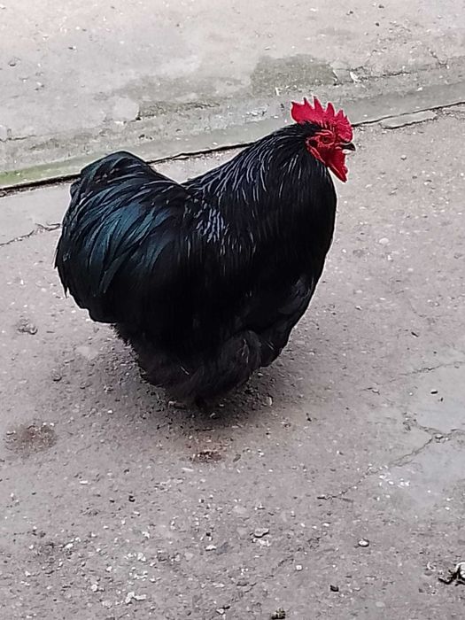 Porumbei voltați de vânzare