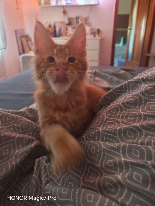 Pui Maine Coon cu pedigree